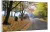 Fall colors in morning fog, Happy Valley, Oregon by Anonymous