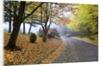 Fall colors in morning fog, Happy Valley, Oregon by Anonymous