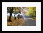 Fall colors in morning fog, Happy Valley, Oregon by Anonymous