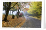 Fall colors in morning fog, Happy Valley, Oregon by Anonymous