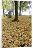 Fall colors in morning fog, Happy Valley, Oregon by Anonymous