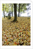 Fall colors in morning fog, Happy Valley, Oregon by Anonymous