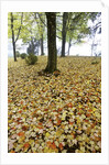 Fall colors in morning fog, Happy Valley, Oregon by Anonymous