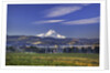 Mt. Hood, Hood River Valley, Columbia River Gorge National Scenic Area, Oregon by Anonymous