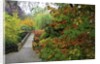 Fall colors, Crystal Spring Garden, Portland, Oregon by Anonymous