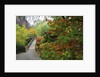 Fall colors, Crystal Spring Garden, Portland, Oregon by Anonymous