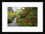 Fall colors, Crystal Spring Garden, Portland, Oregon by Anonymous