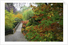Fall colors, Crystal Spring Garden, Portland, Oregon by Anonymous