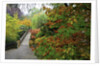 Fall colors, Crystal Spring Garden, Portland, Oregon by Anonymous