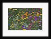 Colorful wildflower mixture by Anonymous