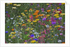Colorful wildflower mixture by Anonymous