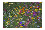 Colorful wildflower mixture by Anonymous