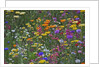 Colorful wildflower mixture by Anonymous
