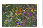 Colorful wildflower mixture by Anonymous