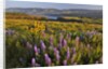 Rowena Plateau wildflowers by Anonymous