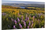 Rowena Plateau wildflowers by Anonymous