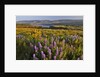 Rowena Plateau wildflowers by Anonymous
