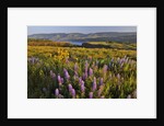 Rowena Plateau wildflowers by Anonymous