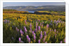 Rowena Plateau wildflowers by Anonymous
