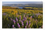 Rowena Plateau wildflowers by Anonymous