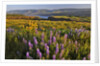 Rowena Plateau wildflowers by Anonymous