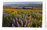 Rowena Plateau wildflowers by Anonymous