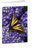 Tiger swallowtail butterfly by Anonymous