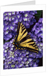 Tiger swallowtail butterfly by Anonymous