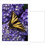 Tiger swallowtail butterfly by Anonymous