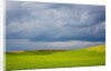 Spring Rolling Hills of Wheat and Fallow fields by Anonymous