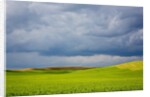 Spring Rolling Hills of Wheat and Fallow fields by Anonymous