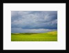 Spring Rolling Hills of Wheat and Fallow fields by Anonymous
