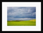 Spring Rolling Hills of Wheat and Fallow fields by Anonymous