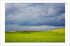 Spring Rolling Hills of Wheat and Fallow fields by Anonymous