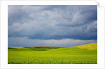 Spring Rolling Hills of Wheat and Fallow fields by Anonymous