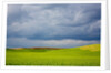 Spring Rolling Hills of Wheat and Fallow fields by Anonymous