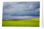 Spring Rolling Hills of Wheat and Fallow fields by Anonymous
