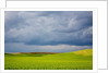 Spring Rolling Hills of Wheat and Fallow fields by Anonymous