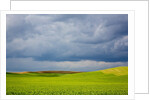Spring Rolling Hills of Wheat and Fallow fields by Anonymous