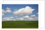 Spring Rolling Hills of Wheat and Clouds by Anonymous