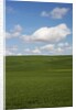 Spring Rolling Hills of Wheat and Clouds by Anonymous