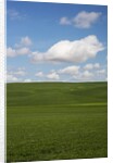 Spring Rolling Hills of Wheat and Clouds by Anonymous