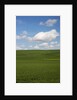 Spring Rolling Hills of Wheat and Clouds by Anonymous