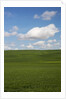 Spring Rolling Hills of Wheat and Clouds by Anonymous