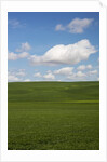 Spring Rolling Hills of Wheat and Clouds by Anonymous