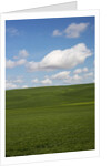 Spring Rolling Hills of Wheat and Clouds by Anonymous