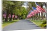 United States of America Flags Lining Tree Lined Road by Anonymous