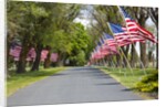 United States of America Flags Lining Tree Lined Road by Anonymous