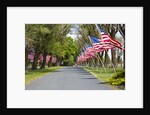 United States of America Flags Lining Tree Lined Road by Anonymous