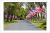 United States of America Flags Lining Tree Lined Road by Anonymous